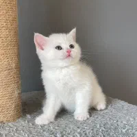 اصیل ترین گربه ها|گربه|جم, |دیوار