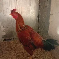 خروس لاری در سرپل ذهاب