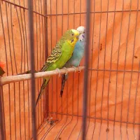 مرغ عشق|پرنده|ابریشم, |دیوار
