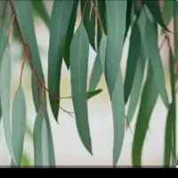 برگ اوکالیپتوس تازه