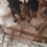 توله روتوایلر اصل|سگ|اهواز, کیانپارس |دیوار