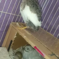 جفت بلدرچین مینیاتوری مولد با تخم