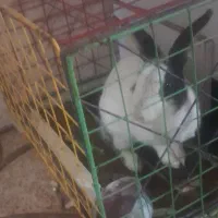 خرگوش خانگی|موش و خرگوش|رباط‌کریم, الارد|دیوار