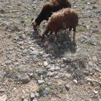 میش و بره شیشک بره ماده