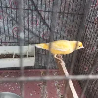 قناری آماده