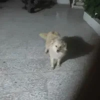 سگ‌ اشپیتز روباهی