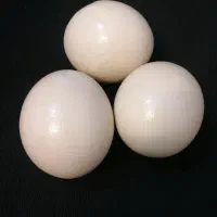 تخم شتر مرغ خوراکی