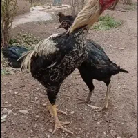 جوجه لاری ۷ماه افغان کلنگی دنگ بالا