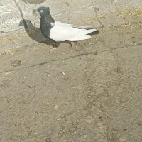 سینه یی ماده