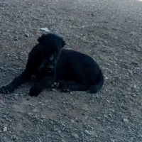 سگ‌گله|سگ|پیشوا, |دیوار