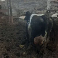 گاو|حیوانات مزرعه|زاهدان, |دیوار