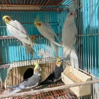 فروش. طوطی. عروس. فقط نر هستن|پرنده|نکا, |دیوار