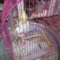 عروس هلندی|پرنده|عجب شیر, |دیوار