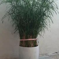 گل طبیعی نخل مرداب|گل و گیاه طبیعی|مشهد, موسوی قوچانی|دیوار