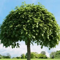 فروش ریشه چوب