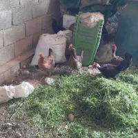 مرغ عربی اصیل گردن لخت