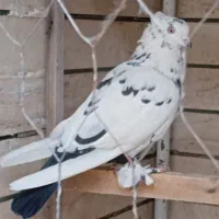 کبوتر ماده|پرنده|قم, بکایی|دیوار