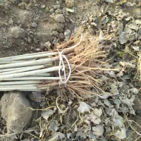 قلمه یا گواخ در زمین خودمون نهال|حراج|خوی, |دیوار