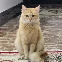 واگذاری رایگان گربه