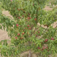 شلیل اورگانیک خوشمزه