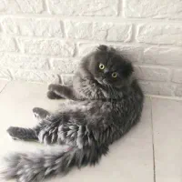 گربه اسکاتیش فولد لانگهِر Scottish Fold Longhair|گربه|پاوه, |دیوار