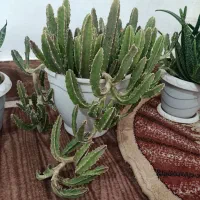 گل های کاکتوس و گل های زیبا|گل و گیاه طبیعی|ارومیه, |دیوار