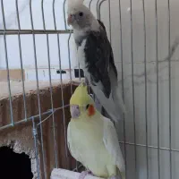 عروس هلندی مولد  سرحال