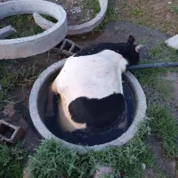 گاونرتوچاه افتاده