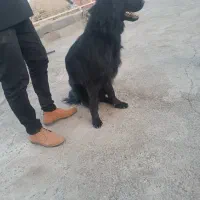 سگ ژرمن شپرد بلک