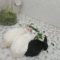 سه تا خرگوش خوشگل|موش و خرگوش|خرم‌آباد, |دیوار