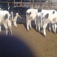 گوساله ماده|حیوانات مزرعه|تربت جام, میان جام|دیوار