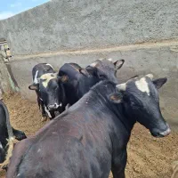 گوساله بومی کردی چاق درجه یک