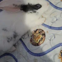 خرگوش|موش و خرگوش|برازجان, |دیوار