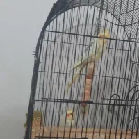 عروس هلندی سخنگو معاوضه باقناری|پرنده|صفادشت, |دیوار