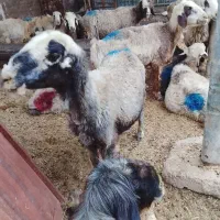 پنجاه راس میش آبستن