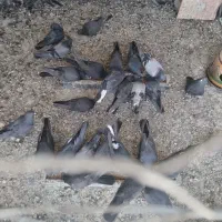 بوم کفتر