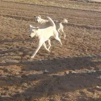 یک جفت توله