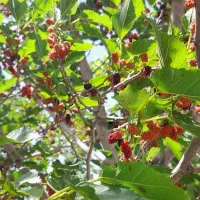 همراهی برای پیاده روی