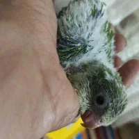 راهب گرینچیک کتوله شاه طوطی ردچیک ملنگو