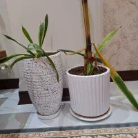 2 عدد گلدان