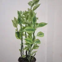 گل آپارتمانی پدیلانتوس