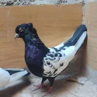 کفتر سینه سیاه نرتک باتخم جوجه شده معاوضه با پرنده|پرنده|مشهد, منزل آباد|دیوار