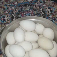 تخم نطفه دار غاز برای فروش