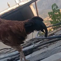 خروس|حیوانات مزرعه|جوانرود, |دیوار