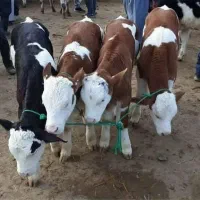 فروش گوساله|حیوانات مزرعه|قزوین, |دیوار