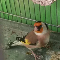 سهره نر جوجه سال