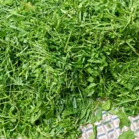 سبزی قورمه خاش تمیزومطمن ۳۰۰گرمی ۶۰هزار|خوردنی و آشامیدنی|زابل, |دیوار