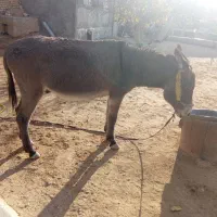 الاغ|حیوانات مزرعه|یاسوج, |دیوار