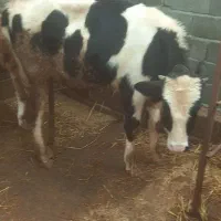 گاو نر هلشتین|حیوانات مزرعه|واجارگاه, |دیوار