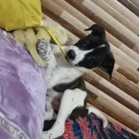 دومیلیون مژدگونی برای سگ گمشدم|سگ|خرمشهر, |دیوار